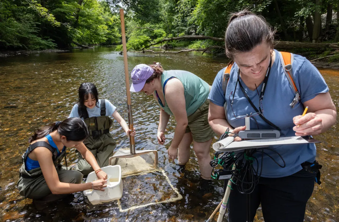 Professor Marney Pratt works with SURF students in the Mill River collecting microinvertabrates